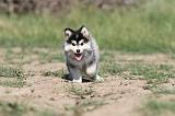 CHIEN FINNOIS DE LAPONIE 498